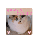ビジネスニャーちゃんのスタンプ（個別スタンプ：9）