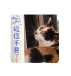 ビジネスニャーちゃんのスタンプ（個別スタンプ：10）