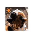 ビジネスニャーちゃんのスタンプ（個別スタンプ：11）