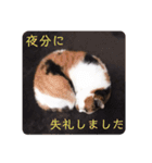 ビジネスニャーちゃんのスタンプ（個別スタンプ：13）