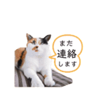 ビジネスニャーちゃんのスタンプ（個別スタンプ：14）
