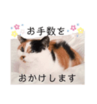 ビジネスニャーちゃんのスタンプ（個別スタンプ：16）