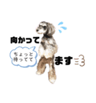シュナうじゃー2（個別スタンプ：4）