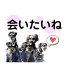 シュナうじゃー2（個別スタンプ：12）