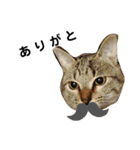 ねこのちくわ②（個別スタンプ：1）