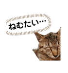 ねこのちくわ②（個別スタンプ：3）
