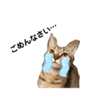 ねこのちくわ②（個別スタンプ：4）