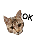 ねこのちくわ②（個別スタンプ：5）