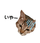 ねこのちくわ②（個別スタンプ：6）