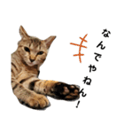 ねこのちくわ②（個別スタンプ：8）