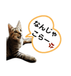 ねこのちくわ②（個別スタンプ：10）