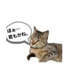ねこのちくわ②（個別スタンプ：11）