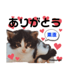 ニャンコ先生達（個別スタンプ：3）