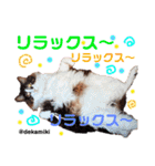 ニャンコ先生達（個別スタンプ：4）