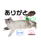 ニャンコ先生達（個別スタンプ：5）