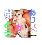 ニャンコ先生達（個別スタンプ：9）