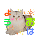 ニャンコ先生達（個別スタンプ：10）