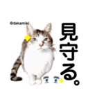ニャンコ先生達（個別スタンプ：13）