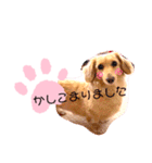 クレマ☆のんびりわんこ（個別スタンプ：2）
