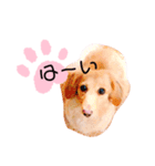 クレマ☆のんびりわんこ（個別スタンプ：3）