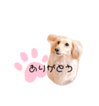 クレマ☆のんびりわんこ（個別スタンプ：4）