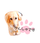 クレマ☆のんびりわんこ（個別スタンプ：6）