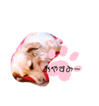 クレマ☆のんびりわんこ（個別スタンプ：7）