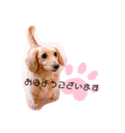 クレマ☆のんびりわんこ（個別スタンプ：10）