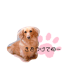 クレマ☆のんびりわんこ（個別スタンプ：17）