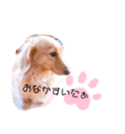 クレマ☆のんびりわんこ（個別スタンプ：21）