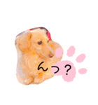 クレマ☆のんびりわんこ（個別スタンプ：23）