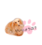 クレマ☆のんびりわんこ（個別スタンプ：25）