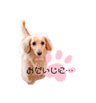 クレマ☆のんびりわんこ（個別スタンプ：26）