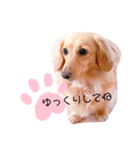 クレマ☆のんびりわんこ（個別スタンプ：27）