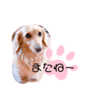 クレマ☆のんびりわんこ（個別スタンプ：32）