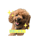 ぽっちゃりトイプードルりるさん（個別スタンプ：3）