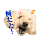 トイプードルのムギ2（修正版）（個別スタンプ：1）