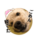 トイプードルのムギ2（修正版）（個別スタンプ：7）