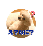 トイプードルのムギ2（修正版）（個別スタンプ：8）