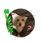 トイプードルのムギ2（修正版）（個別スタンプ：13）