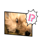 トイプードルのムギ2（修正版）（個別スタンプ：14）