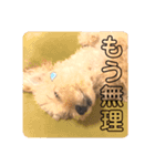トイプードルのムギ2（修正版）（個別スタンプ：15）