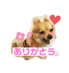 ぽめちーの日常（個別スタンプ：4）