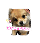 ぽめちーの日常（個別スタンプ：6）