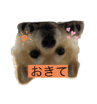 ぽめちーの日常（個別スタンプ：10）