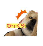 ぽめちーの日常（個別スタンプ：11）