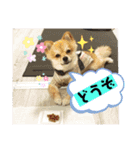 ぽめちーの日常（個別スタンプ：12）