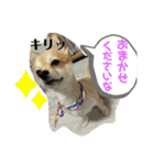 ぽめちーの日常（個別スタンプ：13）