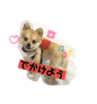 ぽめちーの日常（個別スタンプ：15）