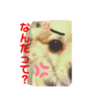 ぽめちーの日常（個別スタンプ：16）